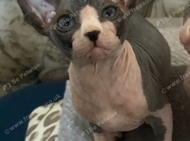 Blue and cream Canadian sphynx