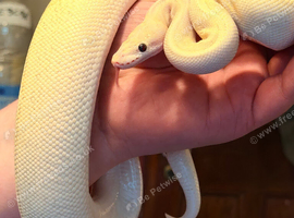 Ball pythons