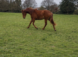 Pre x TB Colt