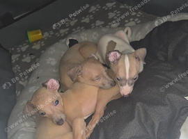 Italian greyhound puppy for sale