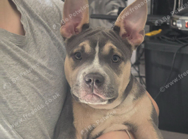 Male pocket American bully cross