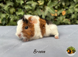 Gorgeous baby guinea pig