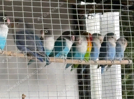 12 love birds