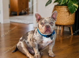 Pocket bully male