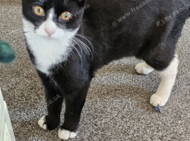 7 months old female cat
