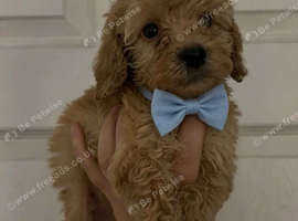 Cockapoo puppies for sale
