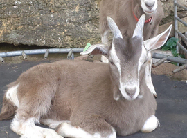 Fabulous Entire Intact Toggenburg Billy Goat Kid - Father Pedigree