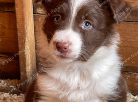 Gorgeous Border collie Puppy's