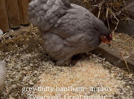 Three Hens for rehoming