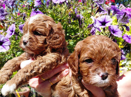 Quality True mini Cavapoo puppies in Eastleigh