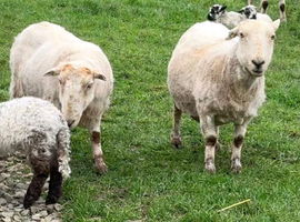 Welsh Mountain Ewes mum and daughter