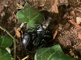 Asian forest scorpion