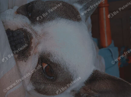 Frenchie