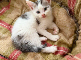 Kittens ready now