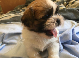 Beautiful litter of Shih Tzu puppies