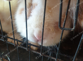 6 Dutch rabbits