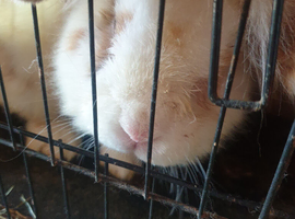 6  Dutch  rabbits