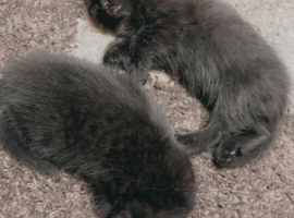 2 little boy black kittens