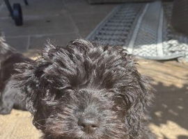 Cockerel puppy female