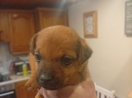 Terrier chihuahua X pups
