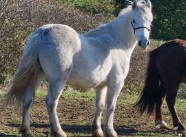 Cob x Dartmoor Stocky Gelding