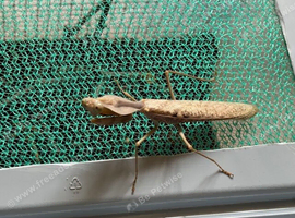 Adult pair of Timor shield mantis (Rhombodera kirbyi)