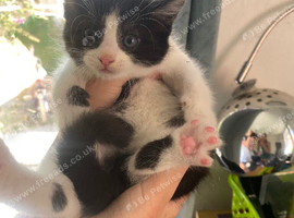 Adorable super fluffy calico kittens ready to be homed