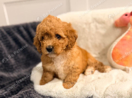 Beautiful Cavapoochon Puppy&rsquo;s For Sale Kent