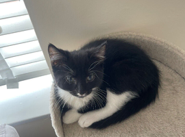 Male kitten