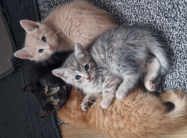 lovely kittens