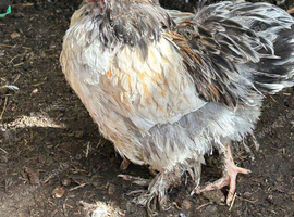Trio mini filler chickens