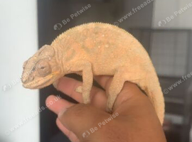 2 chameleons