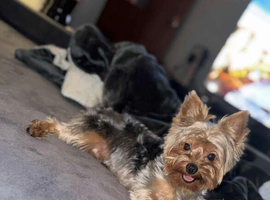 Beautiful Yorkshire Terrier Stud &ndash; Casper