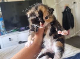 7 stunning kittens for sale