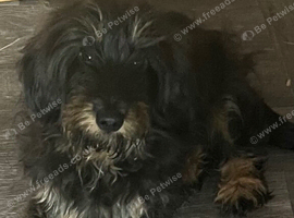 LONG HAIRED DACHSHUND X JACK RUSSELL