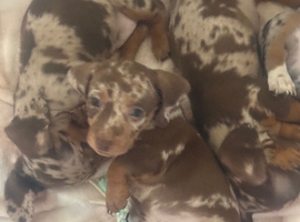 Mini dashund