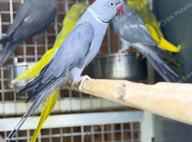 Ring neck parrot