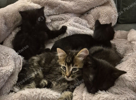 Kittens for sale
