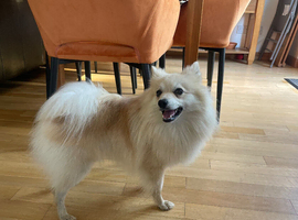 German spitz