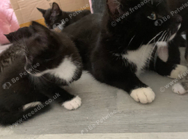 Adorable 8-Week-Old Kittens Looking for Their Forever Homes!