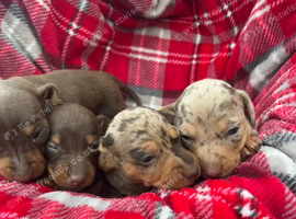 Beautiful dachshund puppies!!