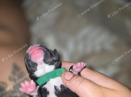 Frenchie cross whippet mum patterdale cross daushaund dad