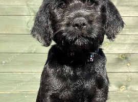 Labraguese Puppies for sale