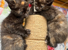 FLUFFY TORTIE FEMALE KITTENS TO RESERVE