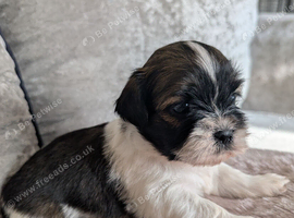 Shih Tzu puppys