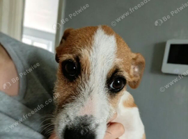 Jack Russell Puppy - Boy