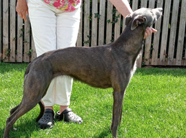 LURCHER BITCH