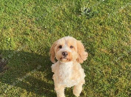 Cockapoo puppies