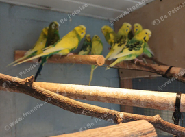 Budgies for sale in cardiff