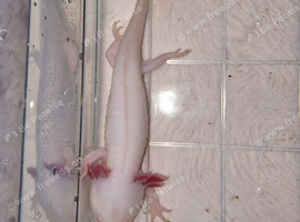 White Albino Axolotl (4 months old )